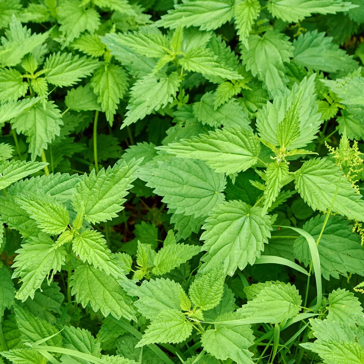 Ortiga Verde en Polvo 1kg, Polvo de Hojas de Ortiga Secas y Molidas, Urtica dioica