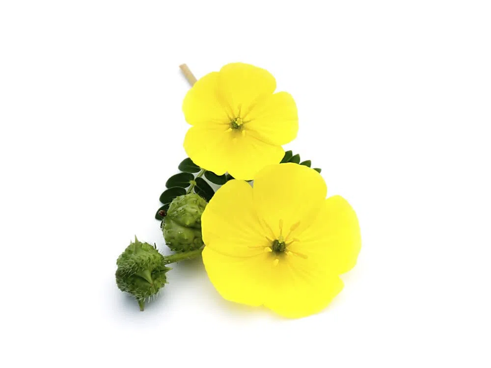 TRIBULUS TERRESTRIS * 470 mg / 90 cápsulas * Titulado al 40% en saponinas * Energia, Rendimiento deportivo, Vitalidad