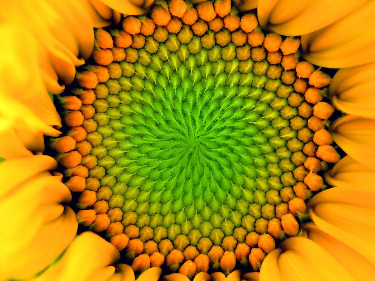 Lecitina E322 - Polvo de lecitina de girasol (15 kg)