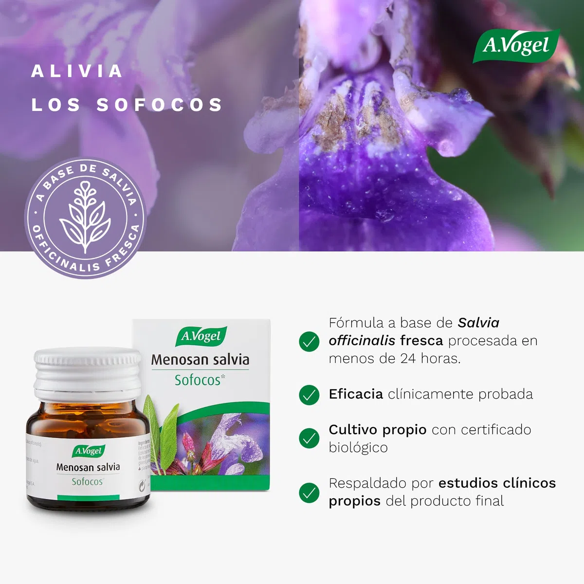 A.Vogel Menosan Salvia | Pastillas Natural para Sofocos en Menopausia y Sudoración Excesiva en Hombre y Mujer | Extracto Salvia Fresca | Toma de 1 Comprimido Diario | 30 comprimidos