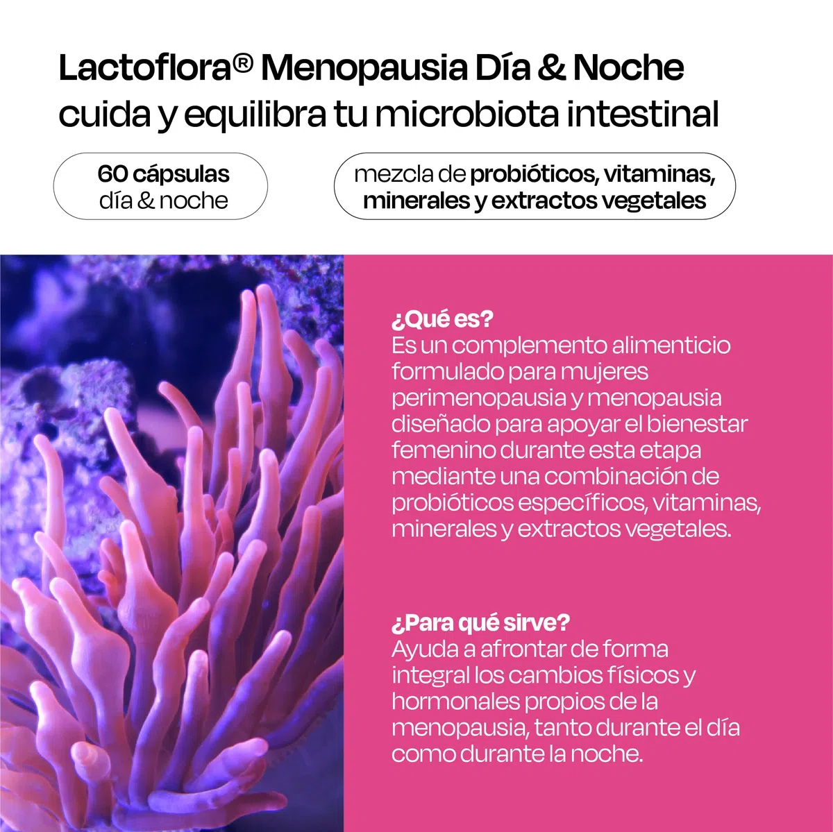 Lactoflora Menopausia Día y Noche, Control de sofocos y sueño, Fórmula con Cimicífuga, Probióticos y Melatonina para menopausia y perimenopausia, 60 cápsulas