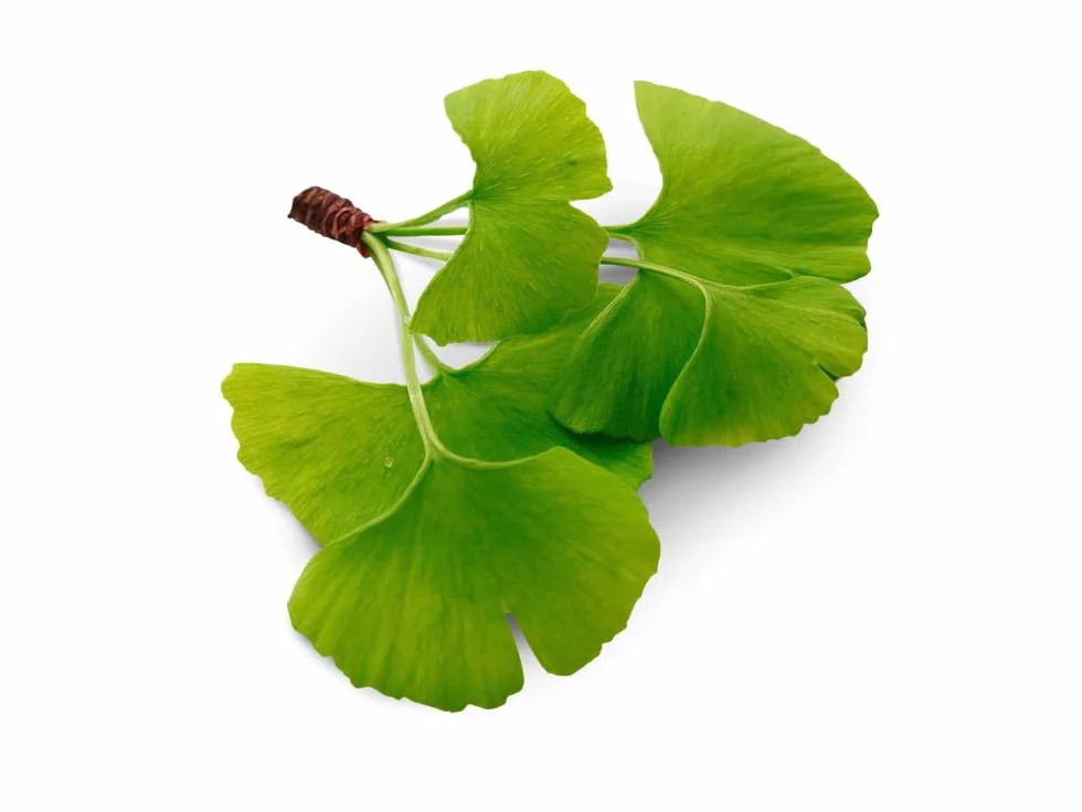 GINKGO BILOBA * 60 mg / 120 Cápsulas * Titulado al 24% min. de glucósidos de flavonol y al 6% min. de lactonas terpénicas * Cerebro