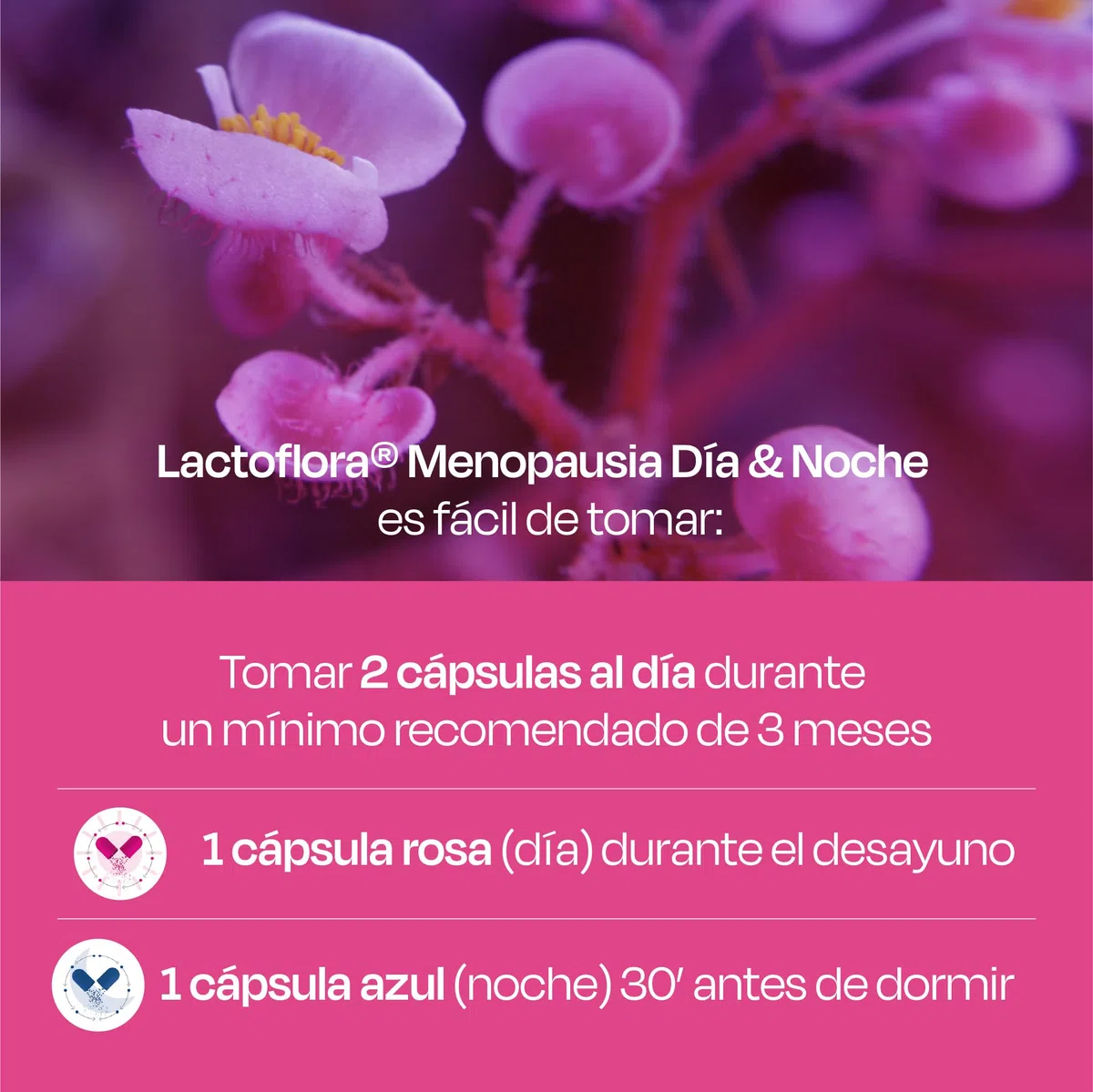 Lactoflora Menopausia Día y Noche, Control de sofocos y sueño, Fórmula con Cimicífuga, Probióticos y Melatonina para menopausia y perimenopausia, 60 cápsulas